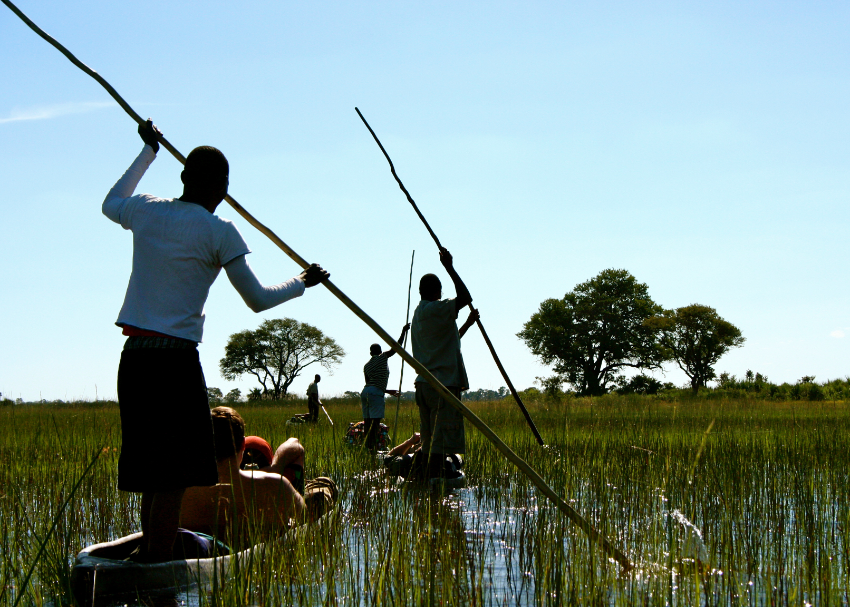 guides use long wooden poles to navigate travellers in rustic canoes through reedy Okavango Delta, Botswana