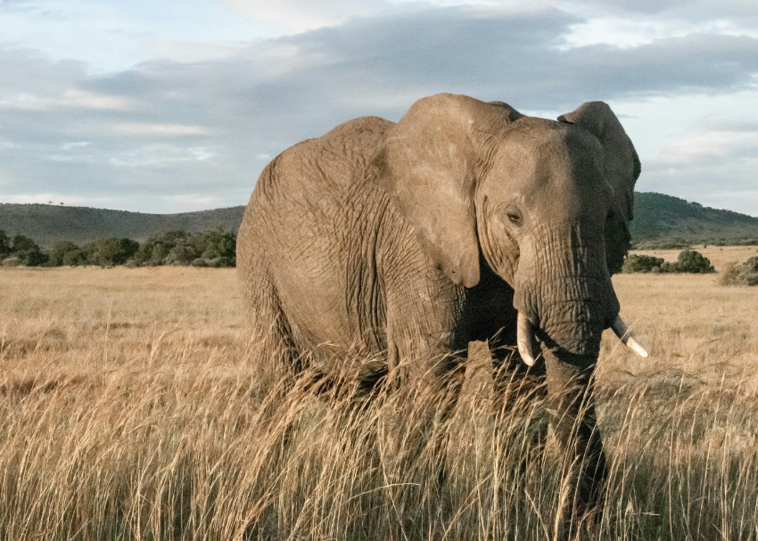 a large lone elephant stands in the grasslands of the Maasai Mara