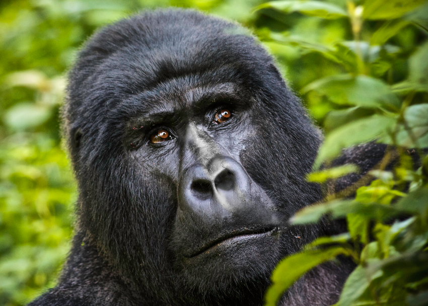 a close crop of a large mountain gorilla sitting in the bright green grass in Uganda