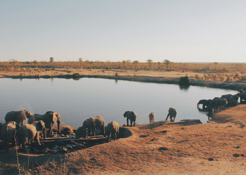 a large herd of elephants gather around a large watering hole in Zimbabwe